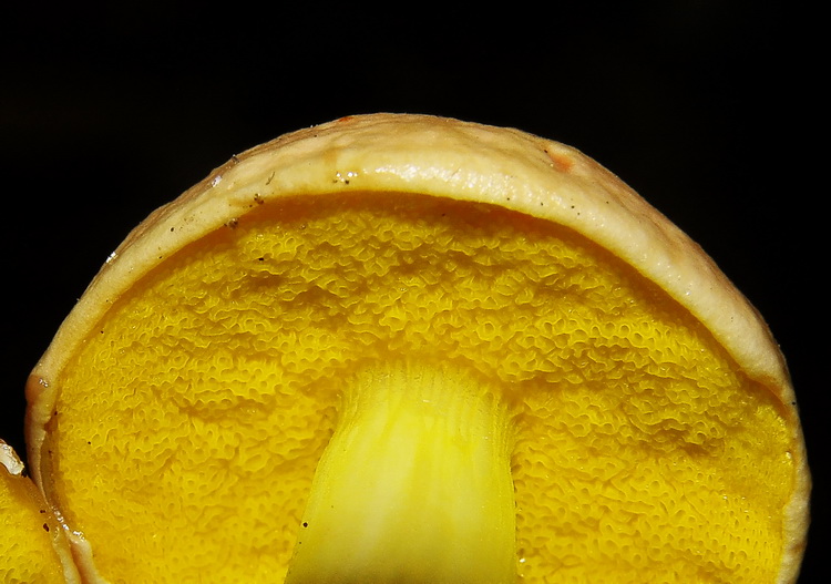 Aureoboletus gentilis (Qul.) Pouzar